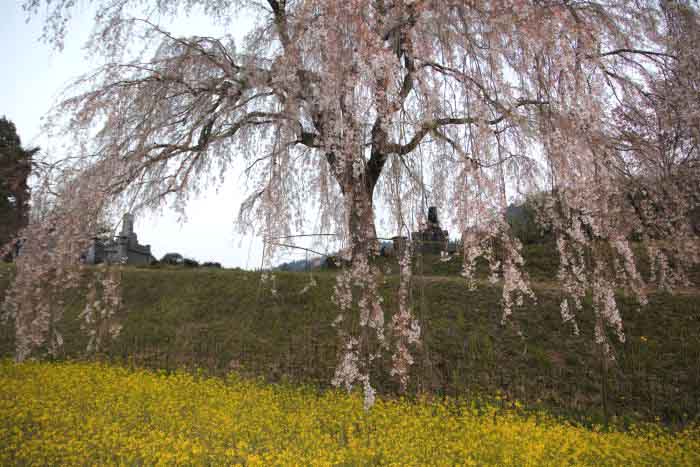 清水家のしだれ桜